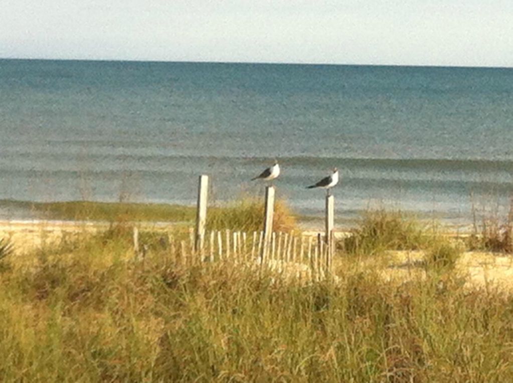 beach view vacation homes st. George Island